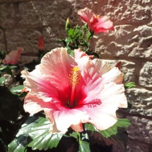 Propagácia ako prostriedok marketingu