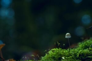 Rozvoj líderskej identity