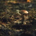 Identifikácia závislostí a kritická cesta