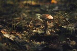Identifikácia závislostí a kritická cesta