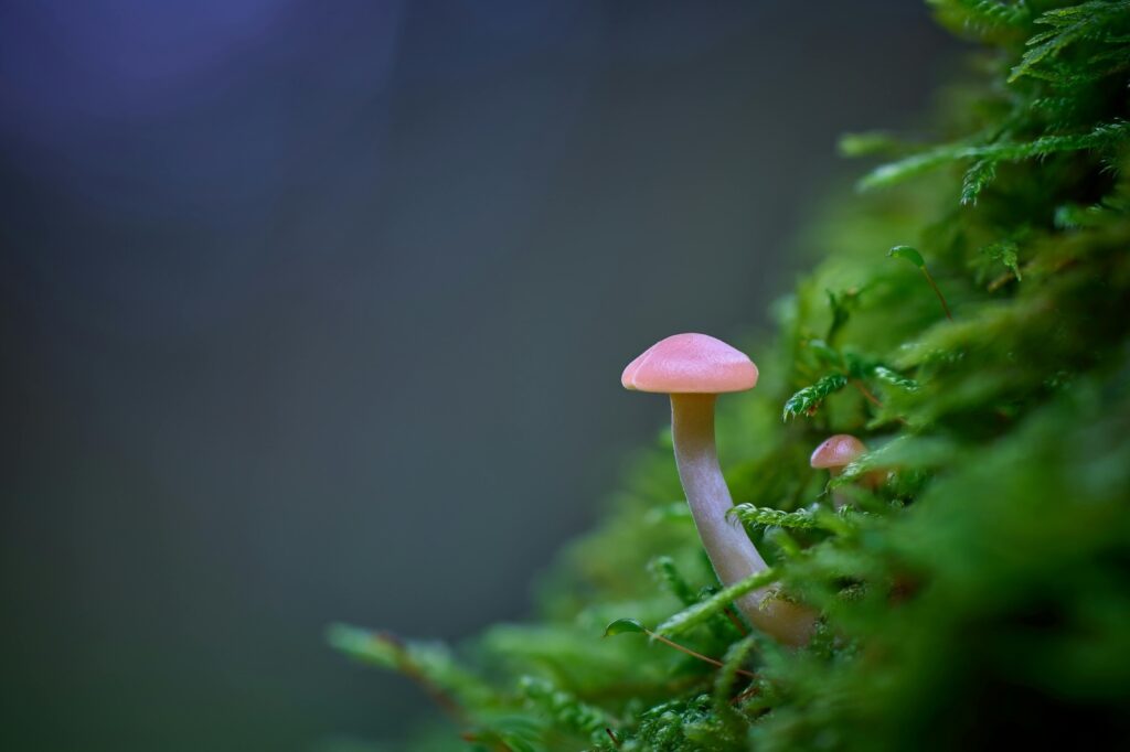 Manažérske výzvy v sociálnych projektoch