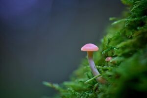 Manažérske výzvy v sociálnych projektoch