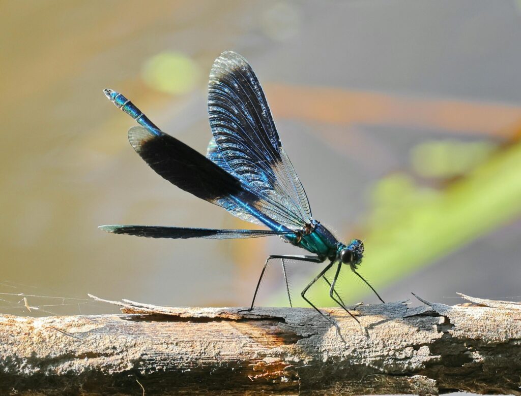 Zvuková izolace a klid při práci z domova