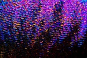 Flutter vs. React Native - srovnání výkonu