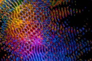 Distribuce obsahu a datové uzly