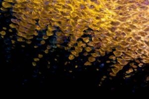 VPN a šifrované tunely v podnikové síti