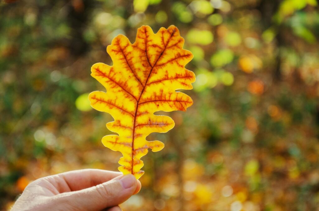 Finančné plánovanie a reporting