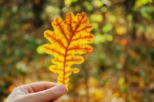 Finančné plánovanie a reporting