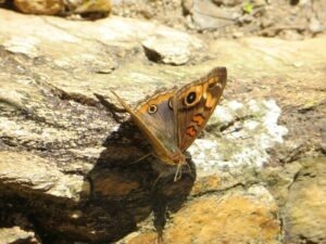 Hodnota založenej nehnuteľnosti a LTV