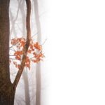 Regionálne petície: geo-targeting a lokálne médiá