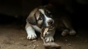 Porovnanie frazém v slovanských jazykoch