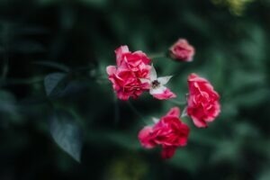 Prízvuk, intonácia a melodika reči