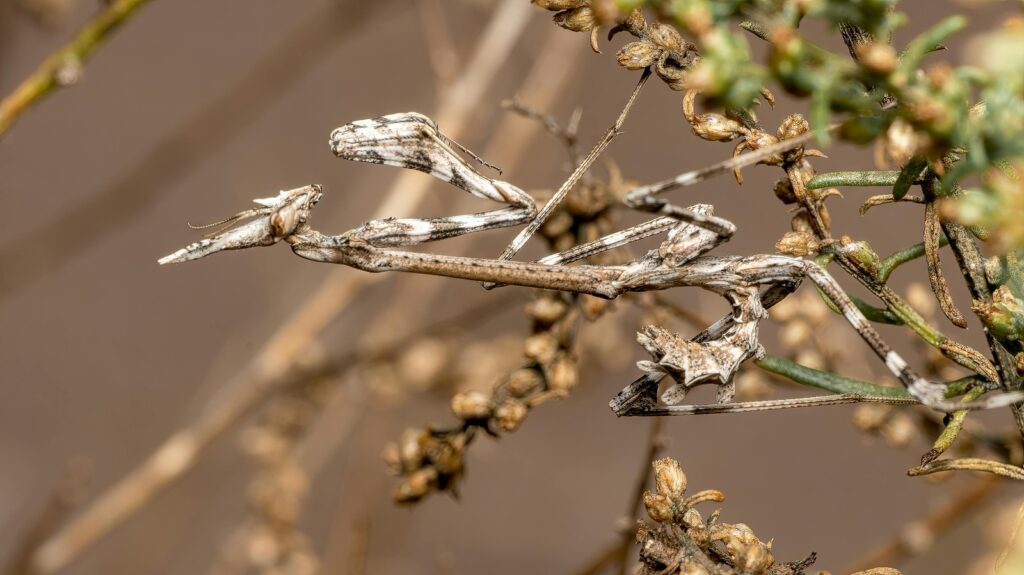 Duchovná a náboženská tvorba stredoveku