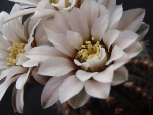 Legacy giving (závet): ako otvoriť tému dôstojne