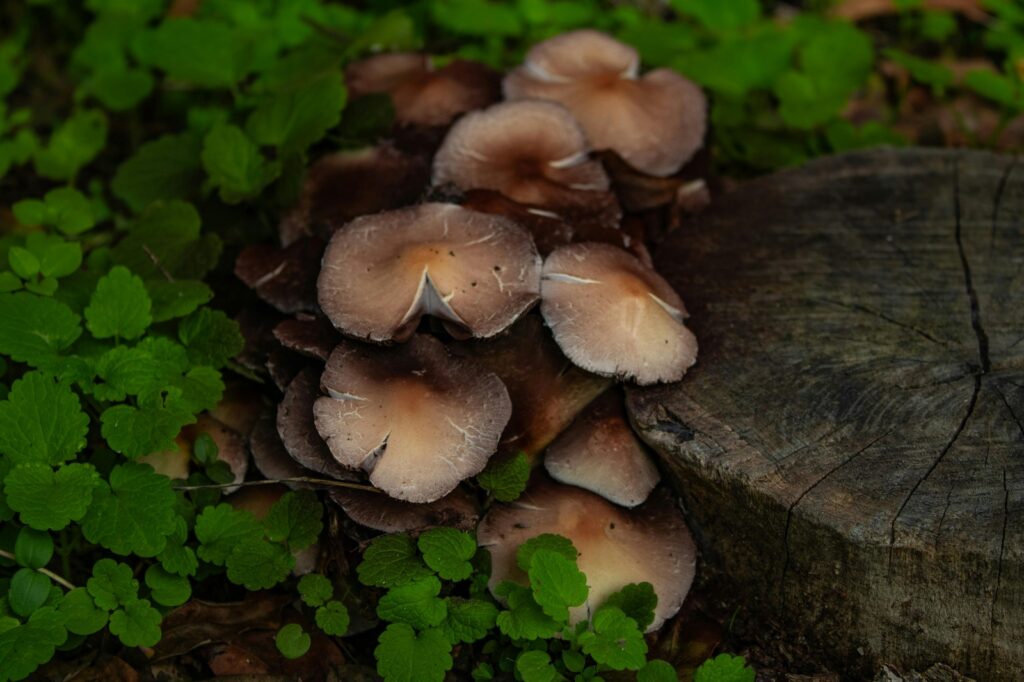 Expresionizmus a nemecká avantgarda