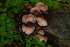 Expresionizmus a nemecká avantgarda