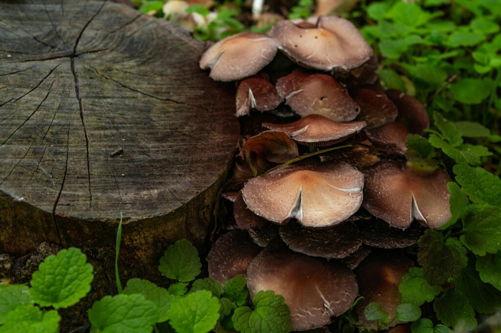 Symbolizmus a strieborný vek ruskej poézie