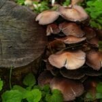Symbolizmus a strieborný vek ruskej poézie