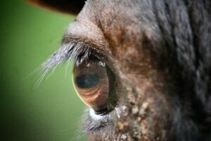 Meranie tepovej frekvencie a zóny záťaže