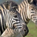 Dehydratácia a jej dôsledky