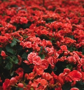 Predškolská dochádzka a poplatky: lokálne špecifiká