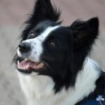 Anonymizačné nástroje a e-mail forwardy (retiazkové e-maily)