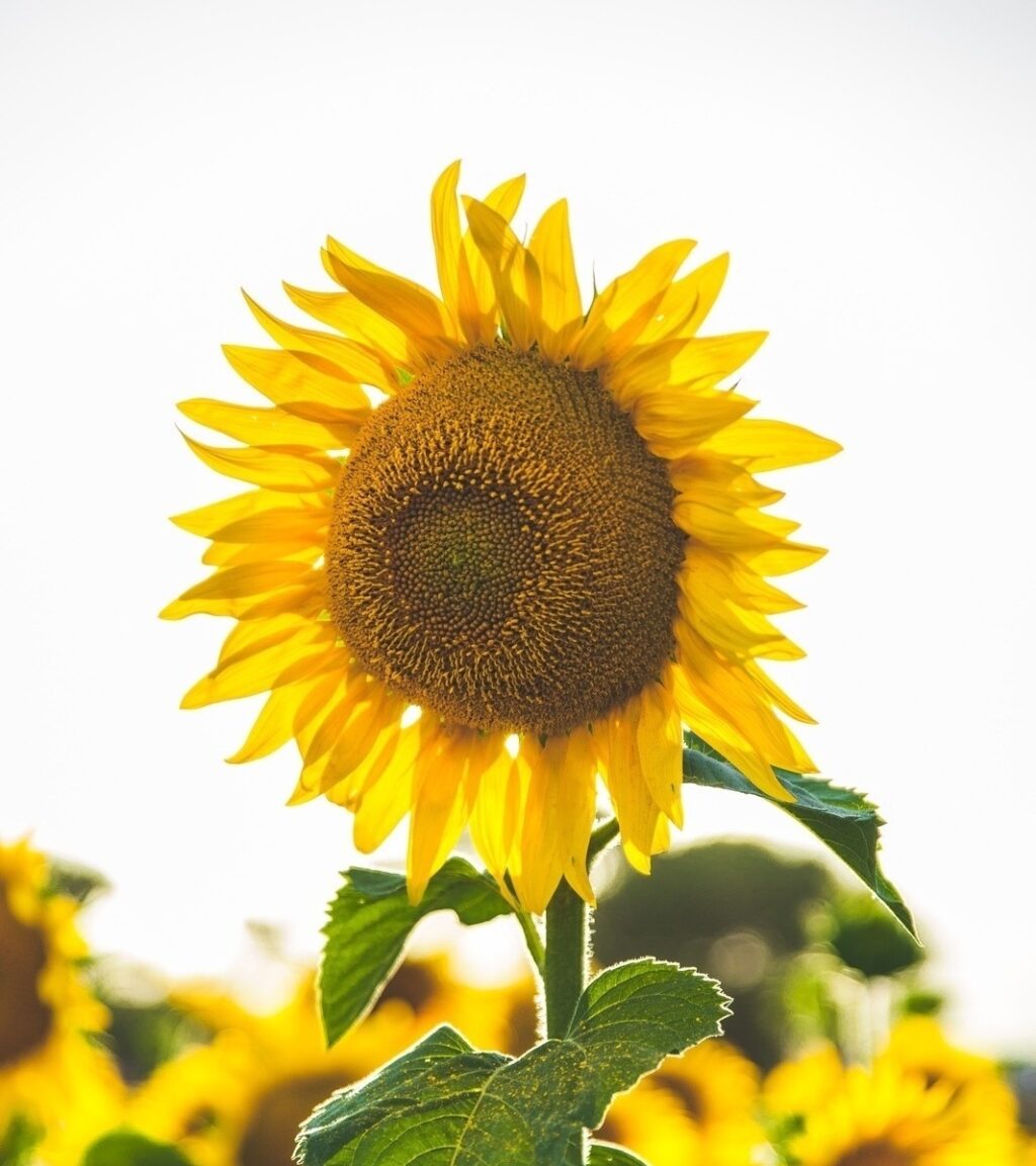 Druhy pracovných pomerov: trvalý, na dobu určitú, skrátený úväzok