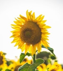 Druhy pracovných pomerov: trvalý, na dobu určitú, skrátený úväzok