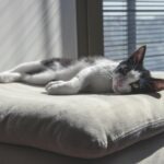 Spoludlžník vs. ručiteľ: rozdiely a následky