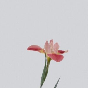 Deaktivácia reklamného ID v mobile: krok za krokom