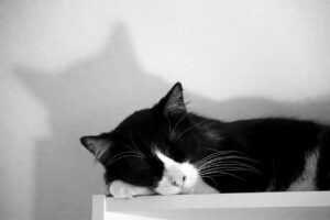 Predaj nepotrebných vecí: etický garážový výpredaj online