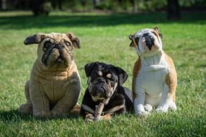 Omega-3: ryby, riasy, orechy a doplnky