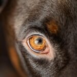 B-komplex: energia a nervová sústava