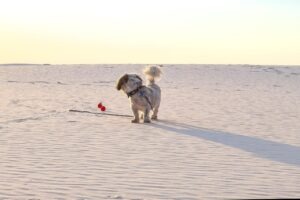 Resveratrol, kvercetín: polyfenoly v praxi