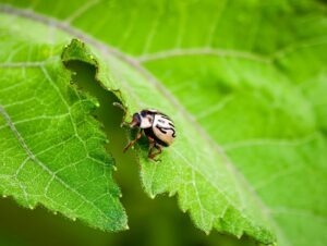 Silový tréning a budovanie svalov