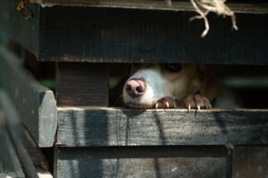 Bachove esencie: história a súčasnosť