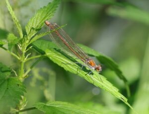 vzdelavanie-financie-ekonomika-podnikanie-1031