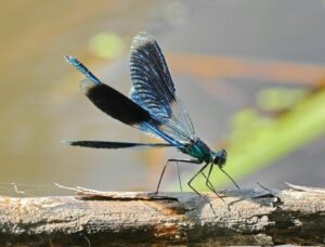 vzdelavanie-financie-ekonomika-podnikanie-1033