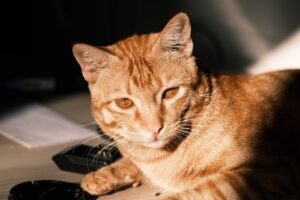 vzdelavanie-financie-ekonomika-podnikanie-1972