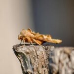 vzdelavanie-financie-ekonomika-podnikanie-2455