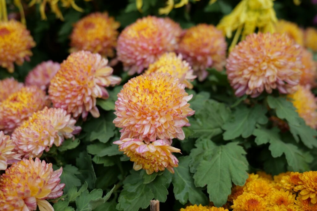 vzdelavanie-financie-ekonomika-podnikanie-2477