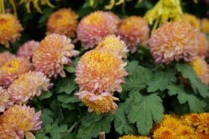 vzdelavanie-financie-ekonomika-podnikanie-2477