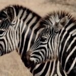 vzdelavanie-financie-ekonomika-podnikanie-827